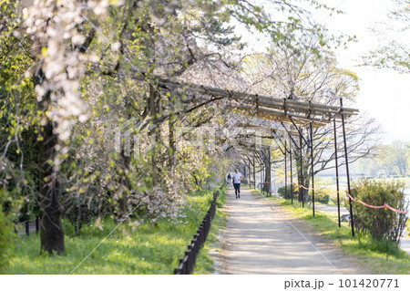 桜の咲いている、京都の鴨川沿いの半木の道をジョギングする中高年男性 桜の咲いている、京都の鴨川沿いの半木の道をジョギングする中高年男性 101420771