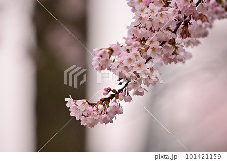 満開の桜 101421159