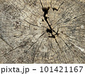 Texture of tree stump, nature wood for background. texture of old wood. 101421167