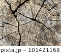 Texture of tree stump, nature wood for background. texture of old wood. 101421168