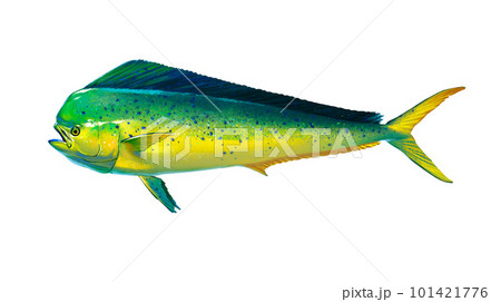 Mahi mahi or dolphin fish isolated on white. Realistic illustration of mahi mahi or dolphin fish isolated on white background. Side view. Mahi mahi or dolphin fish isolated on white. Realistic illustration of mahi mahi or dolphin fish isolated on white background. Side view. 101421776