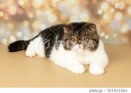 A beautiful exotic shorthair cat plays on the colorful festive background of the studio. 101421881