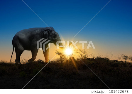 Elephant walking on the field Elephant walking on the field 101422673