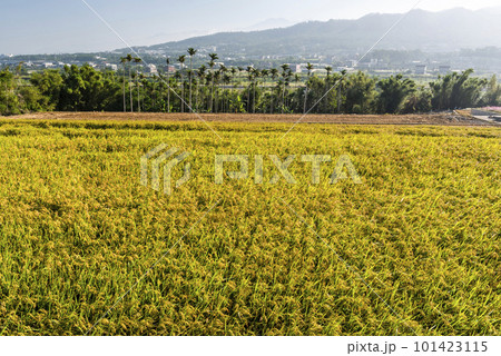 Rice crop soon to be harvest in the paddy field of Taiwan. Rice crop soon to be harvest in the paddy field of Taiwan. 101423115