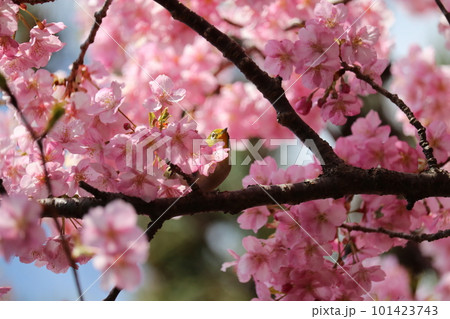 河津桜と枝に憩うメジロ white-eye resting on cherry branch 河津桜と枝に憩うメジロ white-eye resting on cherry branch 101423743