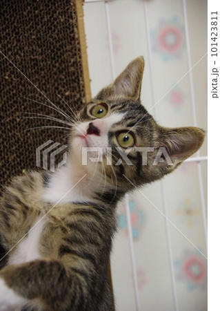 子猫 子猫 101423811