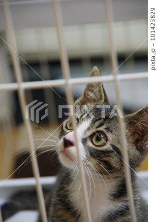 ケージの中にいる子猫 101423829