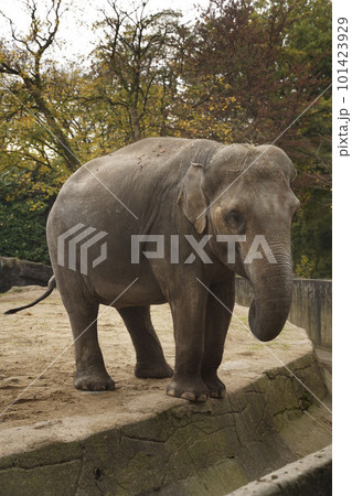 Elephants in Thailand. An elephant with its trunk down stands in the park and looks into the camera. Big elephant close-up. 101423929