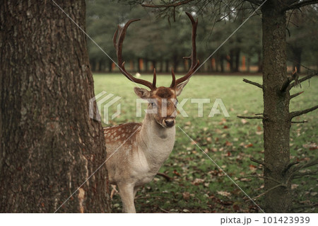 A proud forest deer boldly looks into the camera, a close-up portrait of a beautiful forest animal, a deer on the edge of a forest clearing half closed by a tree carefully looks in front of him. 101423939