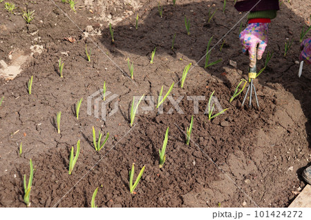 loosening and weeding beds with garlic sprouts 101424272