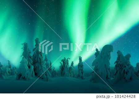 Northern lights in winter forest 101424428