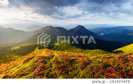 Picturesque landscape with magic pink rhododendron flowers 101424429