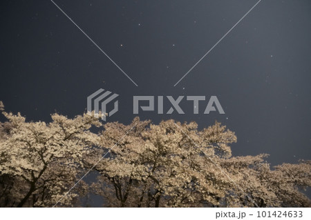 北杜市白州町、月明りの下の満開の桜と北斗七星 101424633