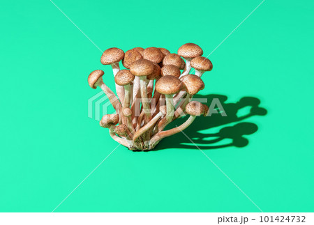 Wild edible mushrooms bundle isolated on a green background Wild edible mushrooms bundle isolated on a green background 101424732
