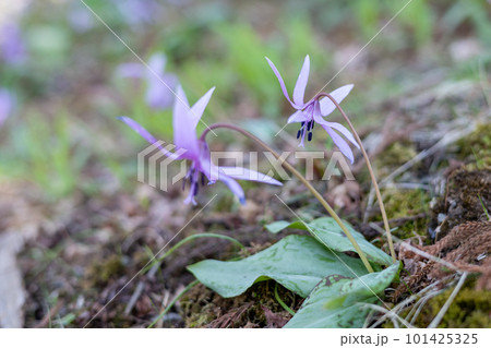 春の訪れを告げるカタクリの花 101425325