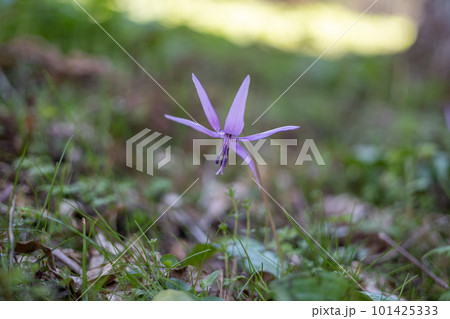 春の訪れを告げるカタクリの花 春の訪れを告げるカタクリの花 101425333