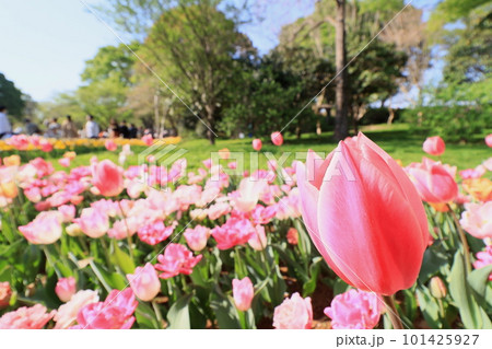 赤いグラデーションのチューリップ 美しいチューリップ 赤いグラデーションのチューリップ 美しいチューリップ 101425927