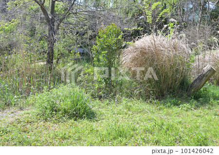 東京都 江東区 潮見さざなみ公園 新緑 の風景 東京都 江東区 潮見さざなみ公園 新緑 の風景 101426042