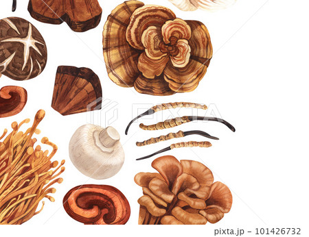 Watercolor medicinal mushroom frame, adaptogenic plant. Hand-drawn illustration isolated on white background. Perfect concept for healthy chinese medicine popular superfood, design packing. Watercolor medicinal mushroom frame, adaptogenic plant. Hand-drawn illustration isolated on white background. Perfect concept for healthy chinese medicine popular superfood, design packing. 101426732