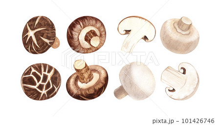 Watercolor set champignon and shiitake mushrooms. Hand-drawn illustration isolated on white background. Perfect concept for healthy food, design packing, concept for cafe, restaurant element 101426746