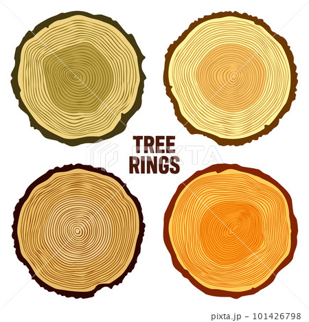 Round colorful tree trunk cuts, sawn pine or oak slices, lumber. Saw cut timber, wood. Brown wooden texture with tree rings. Hand drawn sketch. Vector illustration Round colorful tree trunk cuts, sawn pine or oak slices, lumber. Saw cut timber, wood. Brown wooden texture with tree rings. Hand drawn sketch. Vector illustration 101426798