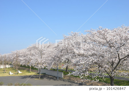 ふるさと桜づつみ回廊 ふるさと桜づつみ回廊 101426847