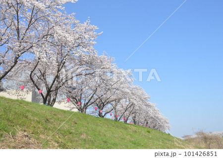 ふるさと桜づつみ回廊 ふるさと桜づつみ回廊 101426851