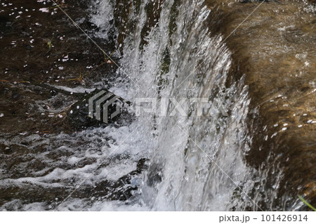 桜の花びらが水面に浮かぶ川の小さな滝の風景 101426914