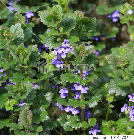 Glechome hederacea, flowering medical herb 101427024