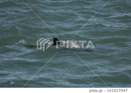Commerson dolphin swimming, Patagonia , Argentina. 101427047