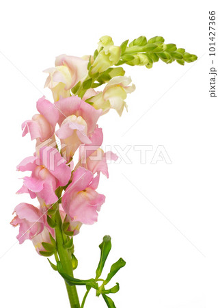 ピンク色のキンギョソウ 101427366