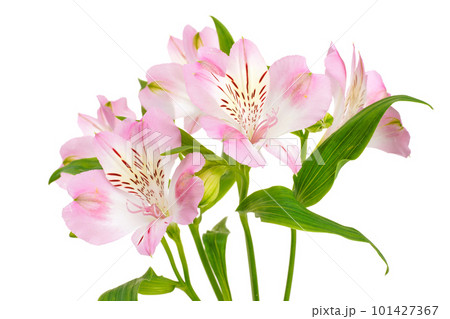 淡いピンクのアルストロメリア 101427367