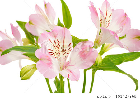 淡いピンクのアルストロメリア 101427369