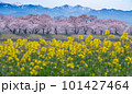 春の四重奏 101427464