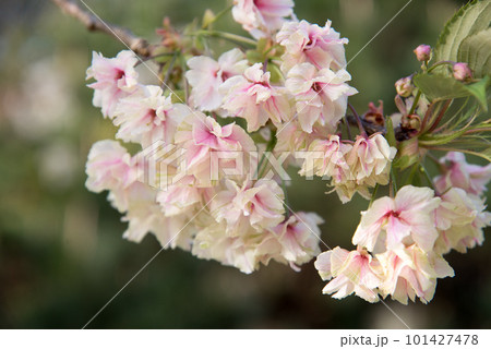 春の陽光に輝くウコン桜 春の陽光に輝くウコン桜 101427478
