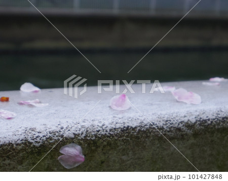 散った桜の花びら 散った桜の花びら 101427848