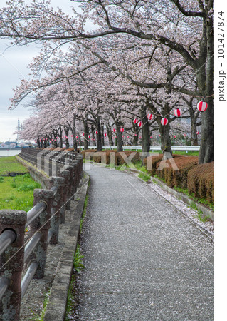 満開の桜　伊佐沼湖畔　春の風景　　 101427874