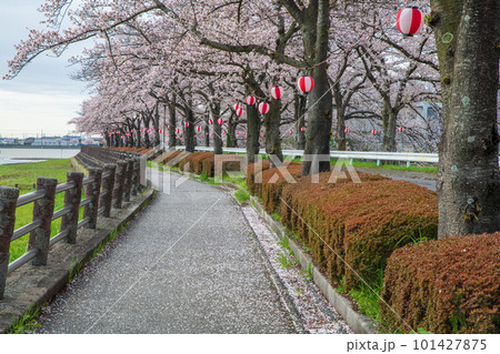 満開の桜　伊佐沼湖畔　春の風景　　 101427875