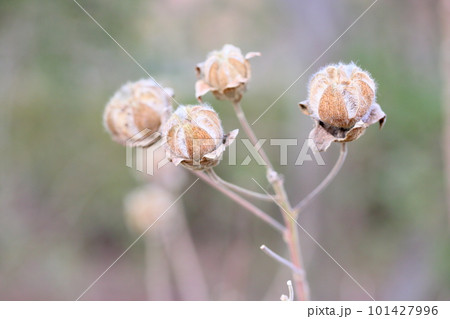 フヨウの花芽 101427996