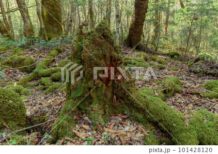 (山梨県)神秘的な森の中・青木ヶ原樹海の絶景 (山梨県)神秘的な森の中・青木ヶ原樹海の絶景 101428120