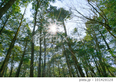 （山梨県）神秘的な森の中・青木ヶ原樹海の絶景 101428128