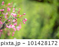 ハナカイドウ 101428172