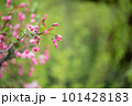ハナカイドウ 101428183