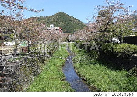 葉桜の山口一ノ坂川の春の風景 101428264