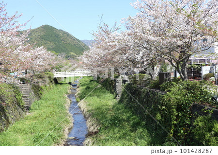 葉桜の山口一ノ坂川の春の風景 葉桜の山口一ノ坂川の春の風景 101428287
