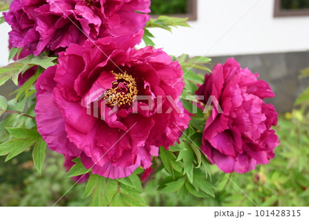 赤い牡丹の花 赤い牡丹の花 101428315