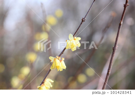 ソシンロウバイの花 101428341