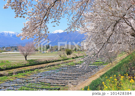安曇野穂高の春 桜咲く穂高川わさび園 安曇野穂高の春 桜咲く穂高川わさび園 101428384