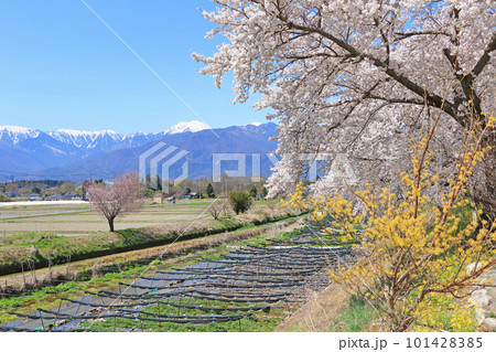 安曇野穂高の春　桜咲く穂高川わさび園 101428385