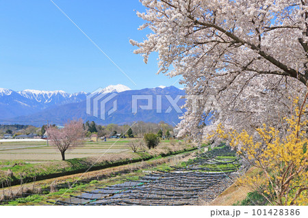 安曇野穂高の春 桜咲く穂高川わさび園 安曇野穂高の春 桜咲く穂高川わさび園 101428386